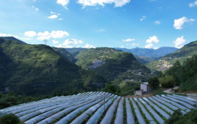 重庆巫山：助农纾困解难题 电力护航显担当