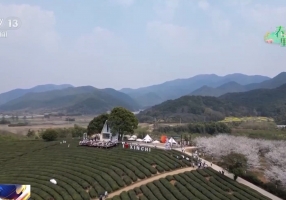 春色满园 万树繁花“绽”出春日经济