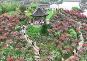 永川：山地玫瑰竞相绽放 农文旅融合绘就乡村振兴新画卷