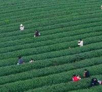 巴南：春茶抢“鲜”开采