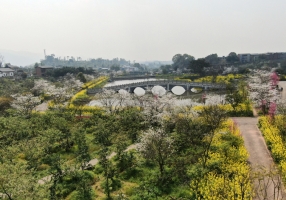 北碚：春光灿烂 繁花盛放引客来