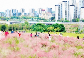 渝北秋日限定 芙蓉粉黛“双花海” 邂逅双倍浪漫