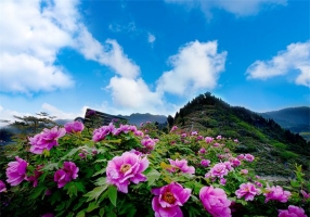 2025年垫江牡丹文化节今日开幕