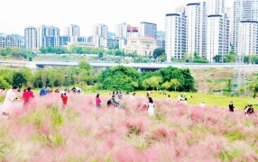 渝北秋日限定 芙蓉粉黛“双花海” 邂逅双倍浪漫