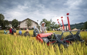 奉节：金秋九月庆丰收 笑语欢歌漫乡村