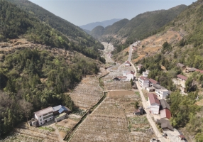 巫山：千树梨花千树金 乡村振兴新画卷