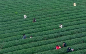 巴南：春茶抢“鲜”开采