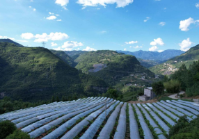 重庆巫山：助农纾困解难题 电力护航显担当