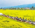 魅力新重庆：油菜花开 乡村游旺