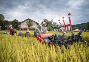奉节：金秋九月庆丰收 笑语欢歌漫乡村