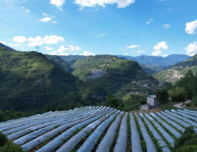 重庆巫山：助农纾困解难题 电力护航显担当