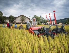 奉节：金秋九月庆丰收 笑语欢歌漫乡村