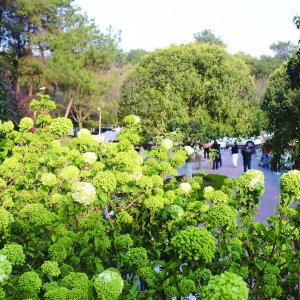 一路繁花满城春意 科技助力山城锦“绣”“枫”景