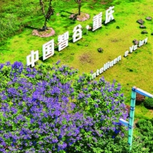 南岸：蓝花楹盛放 通江大道点燃紫色浪漫