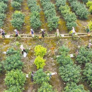 垫江县：花椒采收 村民增收