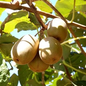 綦江：秋风起 果香浓 猕猴桃熟了 静待采摘