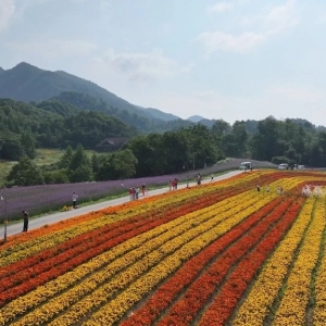 巫溪红池坝：朝霞彩虹映花海 风光美如画