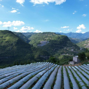 重庆巫山：助农纾困解难题 电力护航显担当