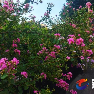 铜梁：巴川河畔紫薇花开 邂逅“家门口的风景线”