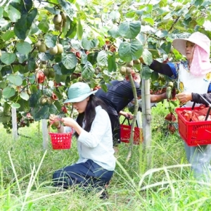 忠县：猕猴桃迎来采摘季