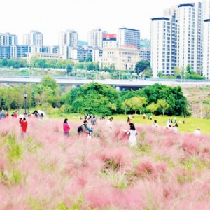 渝北秋日限定 芙蓉粉黛“双花海” 邂逅双倍浪漫
