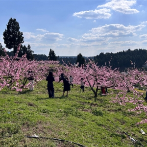 潼南：百亩桃花灼灼盛开 “花经济”助力乡村振兴