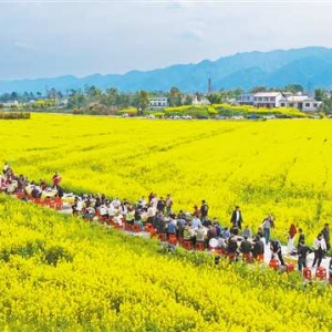 魅力新重庆：油菜花开 乡村游旺