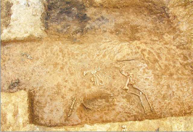 永安镇墓群出土马坑。