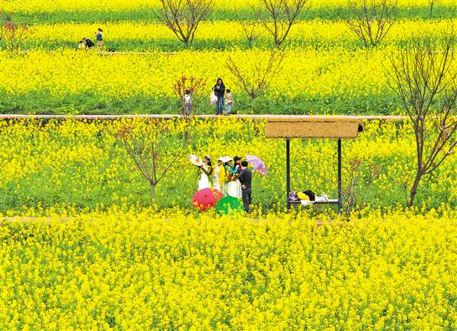 3月22日，北碚区天府镇代家村，游客在油菜花田游玩拍照。连日来，我市樱花、桃花、油菜花等竞相绽放，吸引市民游客外出踏青赏花。特约摄影 秦廷富/视觉重庆