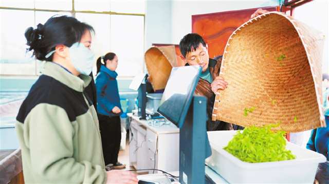 AI机器人给茶叶评级。（受访者供图）