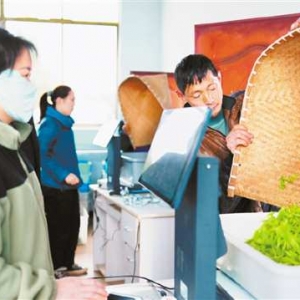 “涪陵造”AI机器人“上岗”收茶