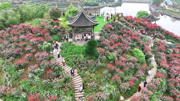 三教镇玫瑰庄园成片的玫瑰花盛开绽放。陈仕川摄