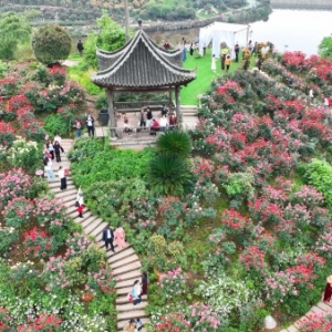 永川：山地玫瑰竞相绽放 农文旅融合绘就乡村振兴新画卷