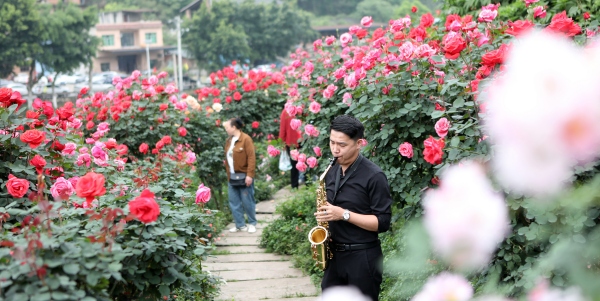 游客在三教玫瑰园玫瑰花海里吹萨克斯乐器。陈仕川摄