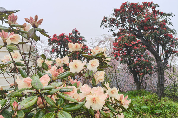 仙女山杜鹃公园汇集了各品种杜鹃。活动方供图